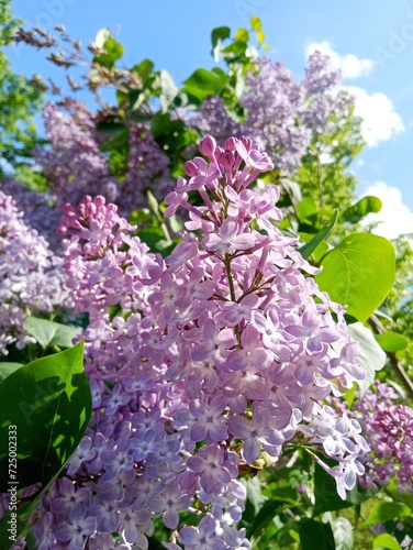 lilac bush against sky background