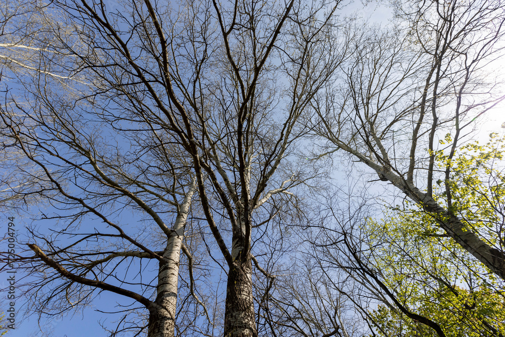 spring park with birch trees with the first green foliage spring park with birch trees with the first green foliage