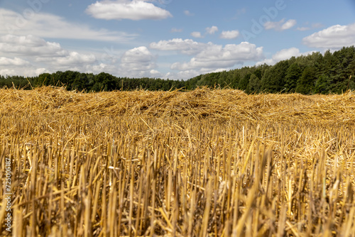 a large harvest of golden wheat on the field in summer