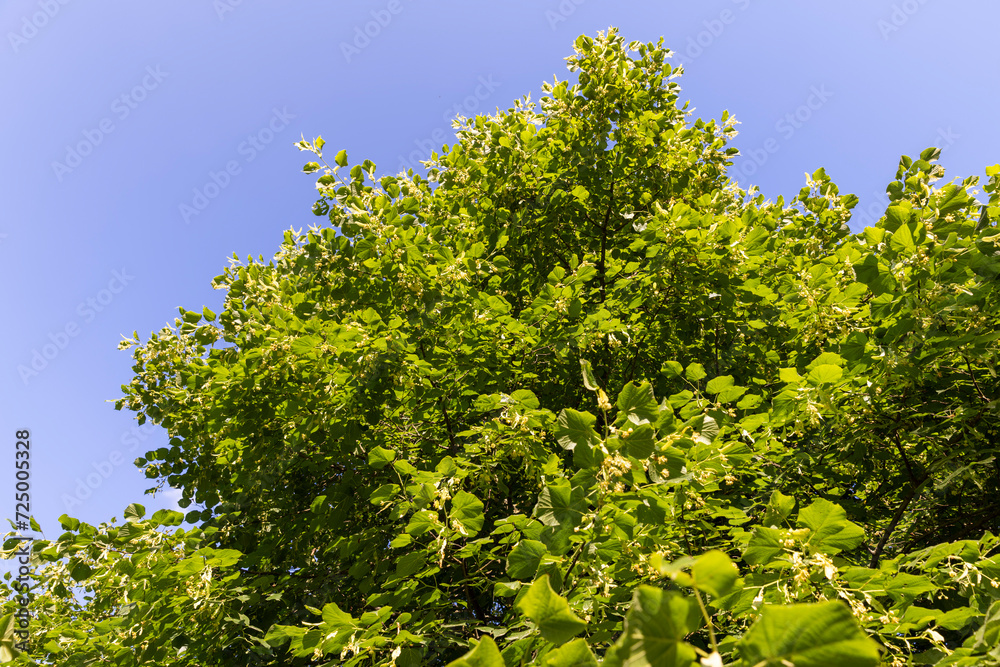 beautiful foliage of the linden tree with green foliage beautiful foliage of the linden tree with green foliage