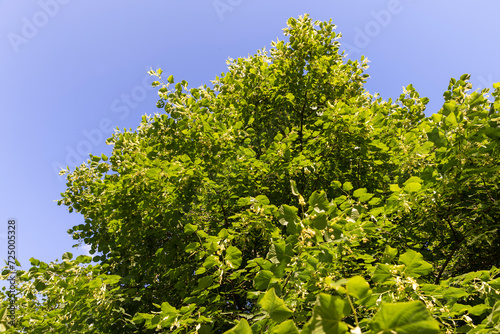 beautiful foliage of the linden tree with green foliage