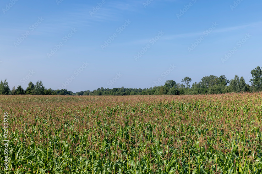 a large number of corn plants in summer