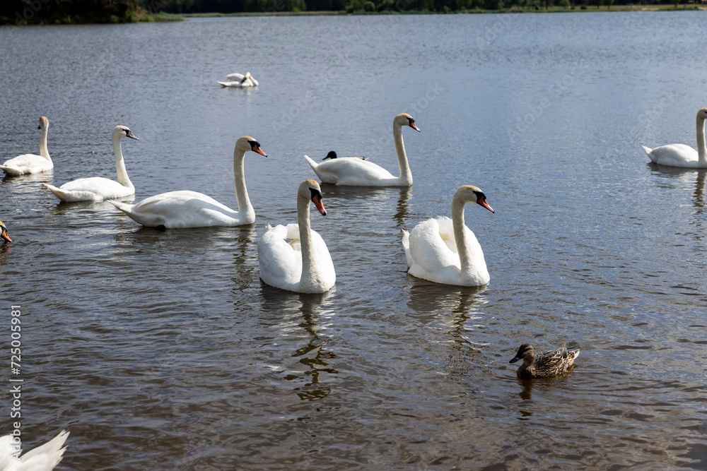 a large number of white swans on the lake in summer