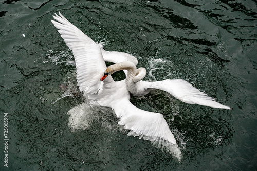 Combat de cygnes mâles photo