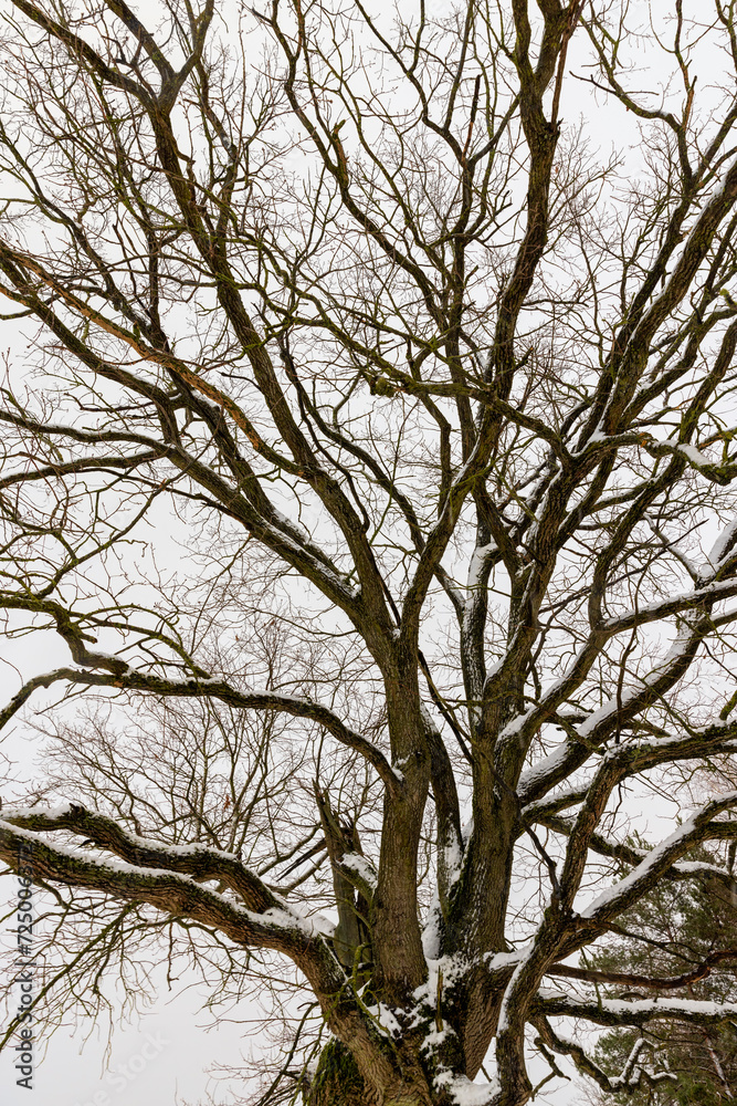 an old oak tree in winter during a snowfall, falling snow an old oak tree in winter during a snowfall, falling snow