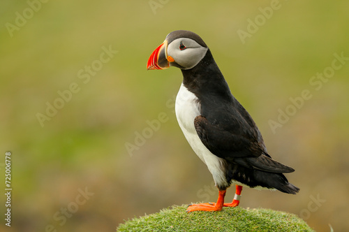Puffin, atlantic puffin, Scientific name: Fratercula arctica.  Close up of a cute puffin, stood on green grass and facing left. Clean background, horizontal.   Space for copy.