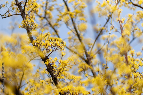 나뭇가지에 활짝 핀 노란 산수유꽃 