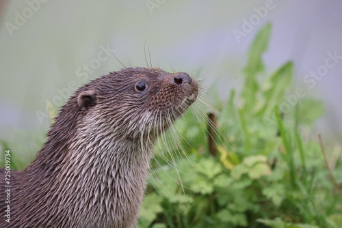 Close -up Otter