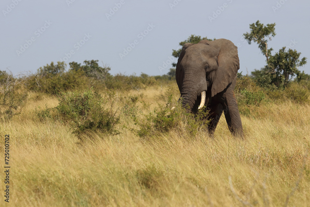 Afrikanischer Elefant / African elephant / Loxodonta africana