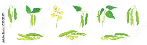 Soy Grain Legume or Pulse Crop with Green Pod and Beans Vector Set photo