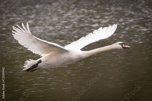 swan taking off 