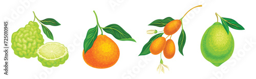 Citrus Fruit with Rind or Peel and Juicy Flesh Vector Set