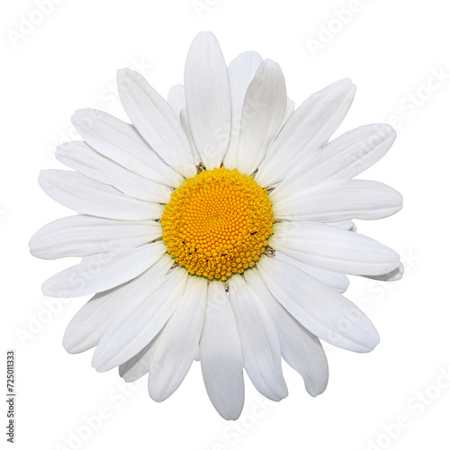 White chamomile isolated on white background with clipping path © Ekaterina