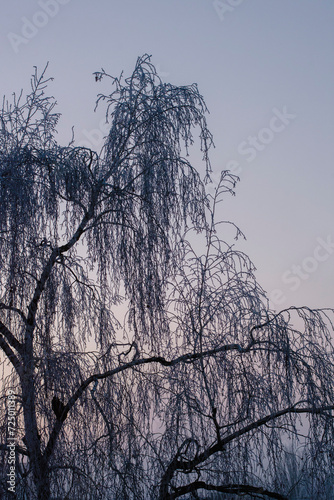 tree in winter