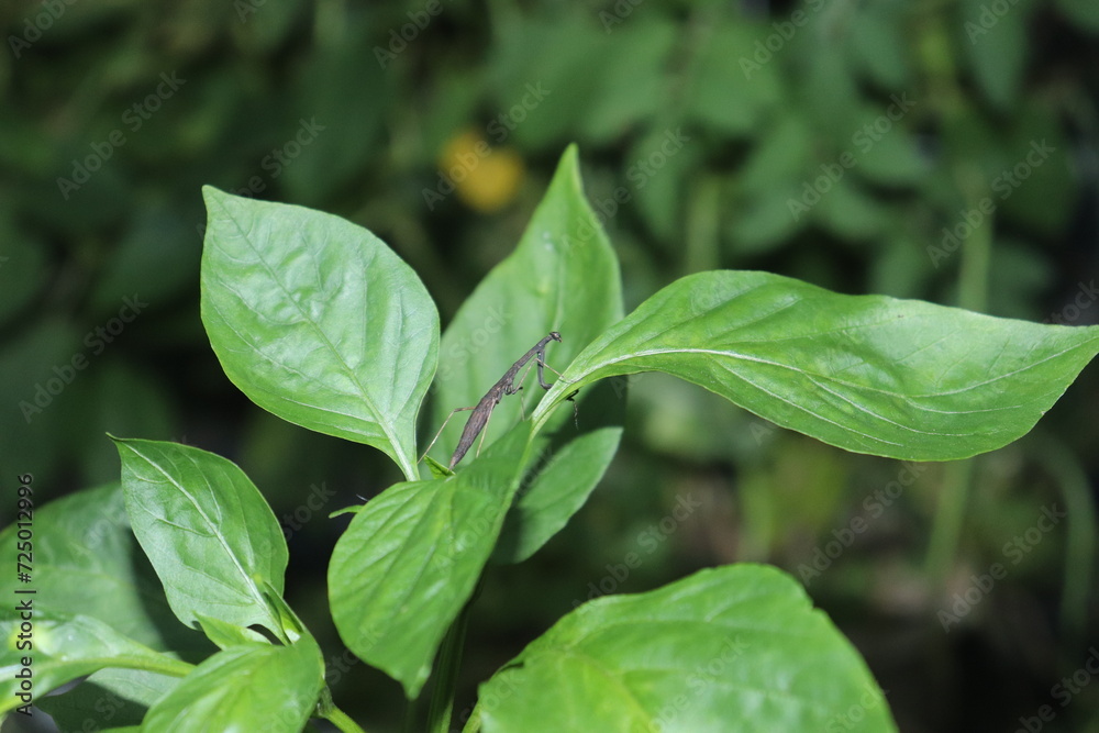 Archimantis latistyla plant with a thin stalk and some leaves that grow well Archimantis latistyla plant with a thin stalk and some leaves that grow well