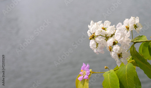 Thai bungor tree (Lagerstroemia loudonii Teijsm and Binn) photo