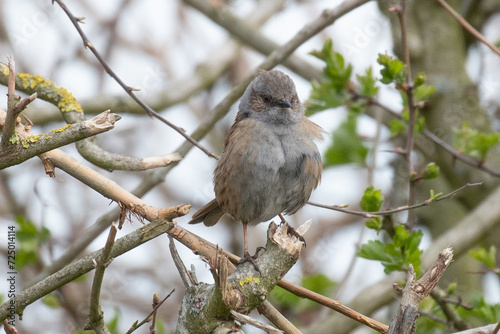 Common Sparrow 