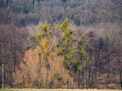 Baum mit Misteln im Winter photo