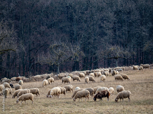 Schafe auf einer Weide am Waldrand