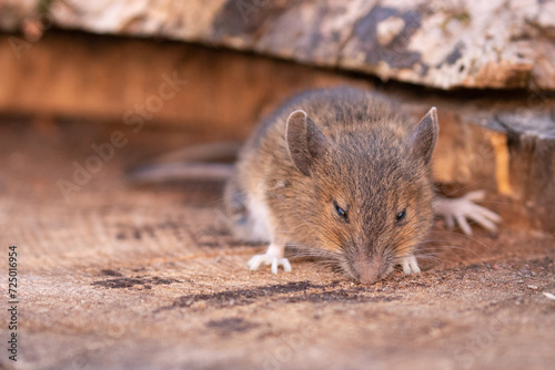 little mouse 