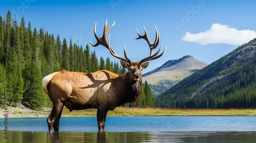 Majestic Elk Standing in the Middle of a Lake