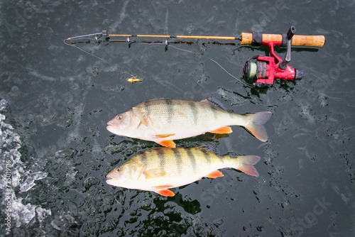 Big perch fishes from the ice