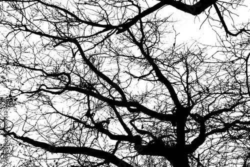 Tree branch silhouette on transparent background