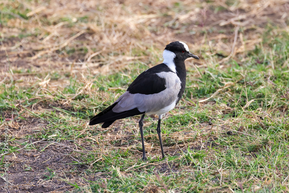 black-winged stilt in Amboseli NP black-winged stilt in Amboseli NP