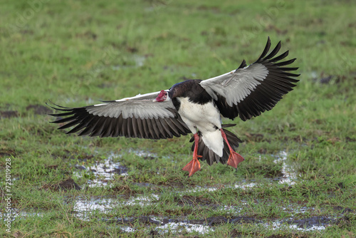 landing spur-winged goose in Amboseli NP