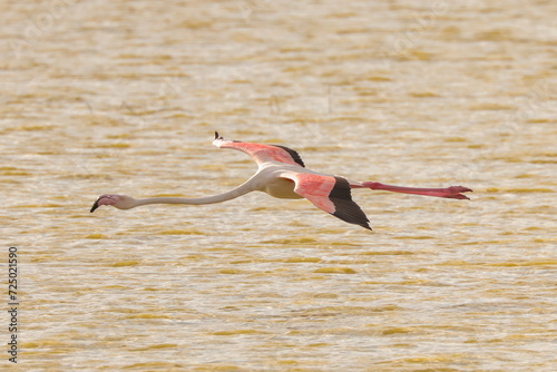 a flamingo fly just above the water surface of a lake in Amboseli NP