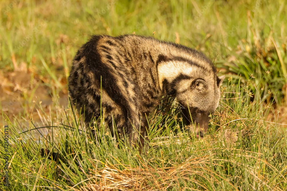 african civet cat in Amboseli NP african civet cat in Amboseli NP