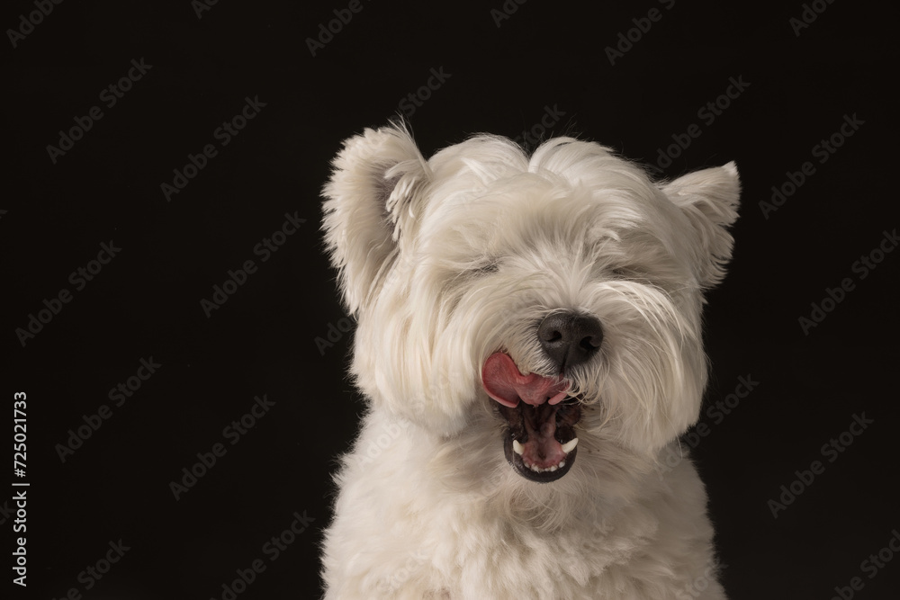 West Highland White Terrier dog licks his lips against a dark background
