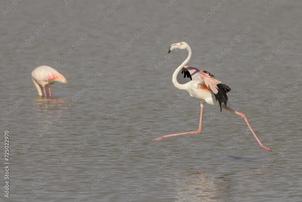 A flamingo runs across water while landing on a lake