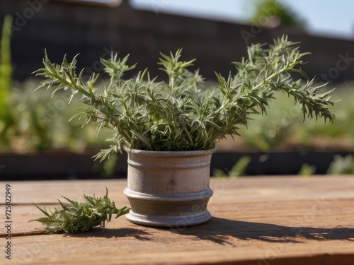 Wormwood (Artemisia absinthium) in the garden