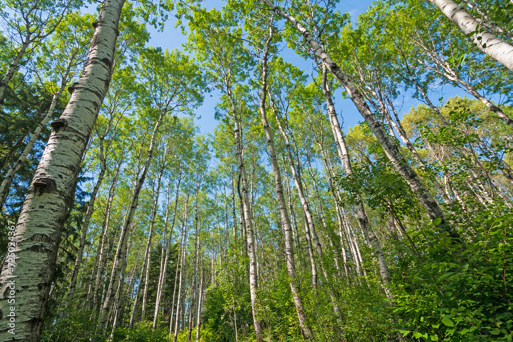 Fototapeta premium Amidst the Verdant Birch Trees of the Great North Woods