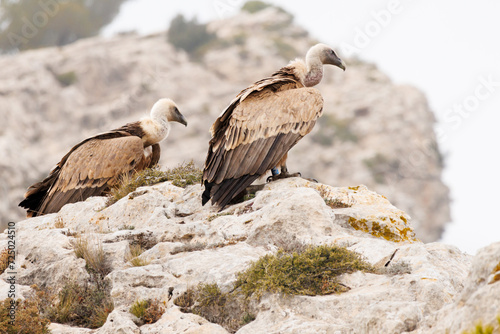 Dos Gyps fulvus preparandose para alzar el vuelo en el parque natural Sierra de Mariola, Alcoi, España