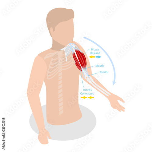 3D Isometric Flat Vector Illustration of Anatomical Contracted And Relaxed Arm Muscular, Biceps and Triceps Motion Anatomy. Item 2