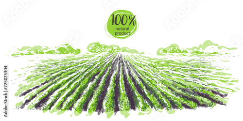 Farm field landscape. Green soybean rows preparation for crops planting. Lines of currants plantation, natural fruit products. Rows of soil, rural countryside perspective. Vector illustration
