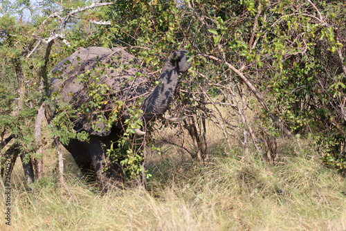 Afrikanischer Elefant   African elephant   Loxodonta africana