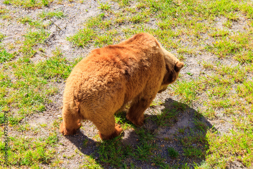 Bear in Bear Pit in Bern, Switzerland. Bear is a symbol of Bern city photo