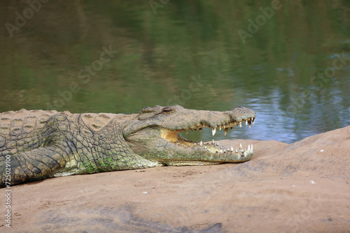 Nilkrokodil / Nile crocodile / Crocodylus niloticus