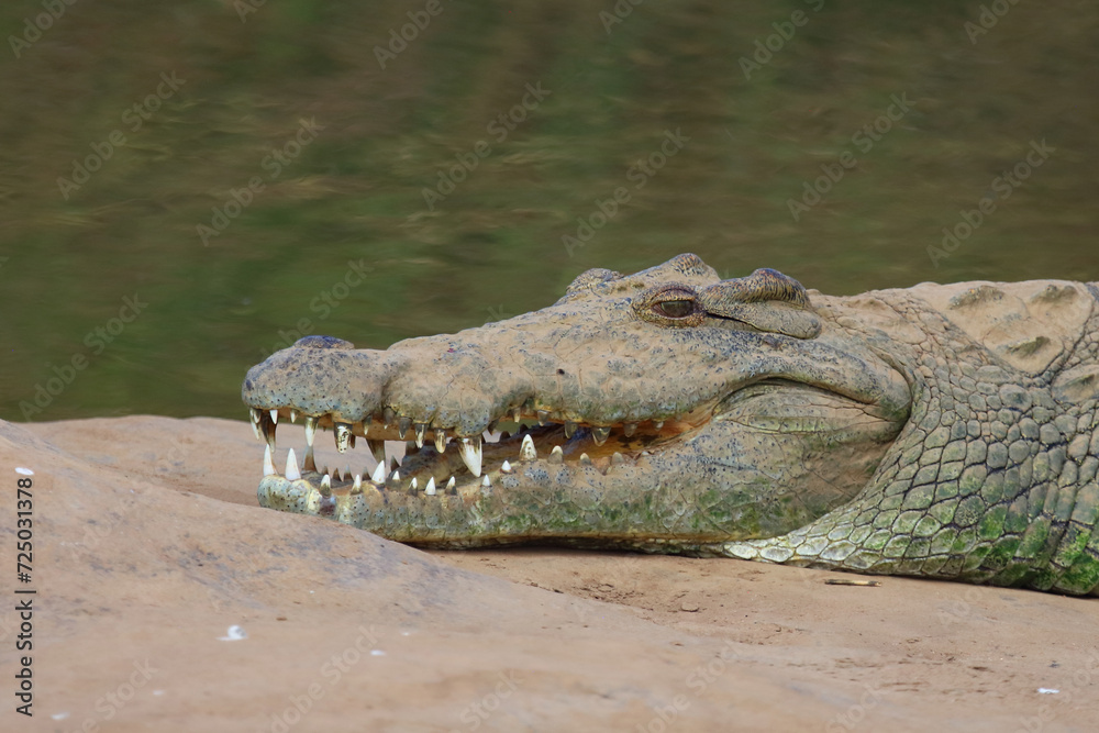 Fototapeta premium Nilkrokodil / Nile crocodile / Crocodylus niloticus..