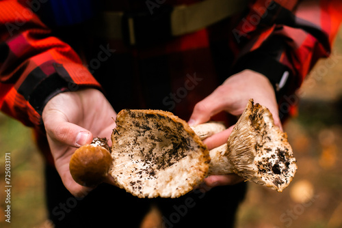 male hands hold a freshly picked mushroom on a background of grass. Close-up. picking mushrooms in the forest.
