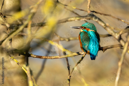 Eisvogel
