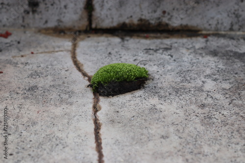 A lone moss on concrete