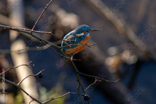 Eisvogel