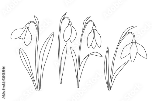  Snowdrop flowers composition, first spring flowers in bloom. White flower with green leaves. line art vector illustration, outline style.