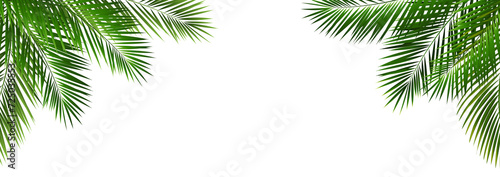 Border With Green Palm Tree Leaves