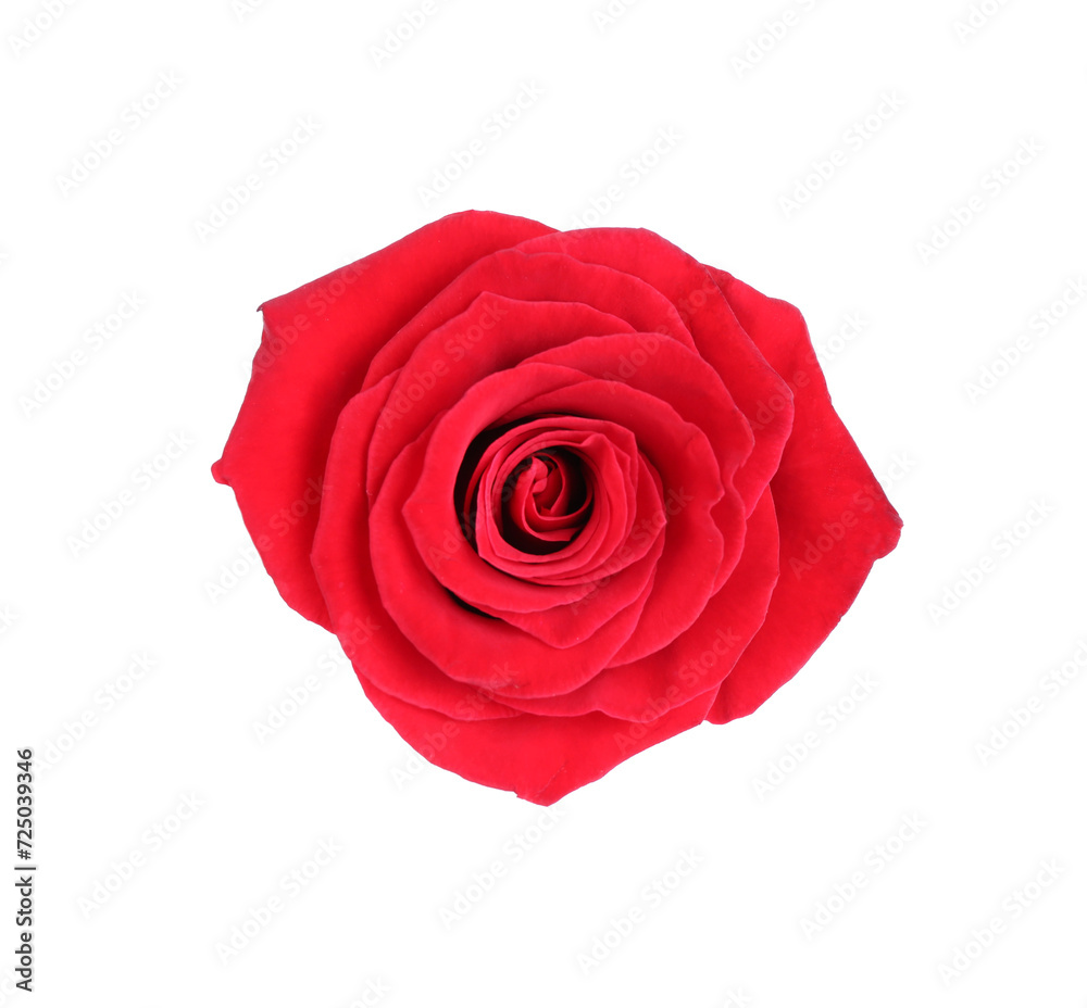 One beautiful red rose isolated on white One beautiful red rose isolated on white