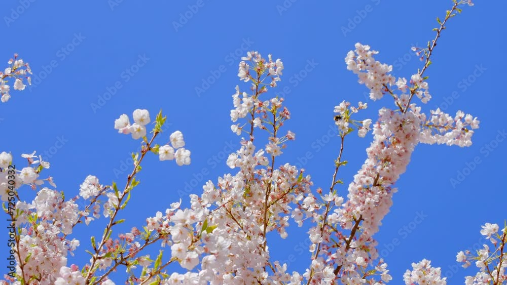 Establishing shot of beautiful floral spring abstract background of nature. Branches of pink cherry blossoming with soft focus on blue sky background. Day time on April 2023. ProRes 422 HQ. Establishing shot of beautiful floral spring abstract background of nature. Branches of pink cherry blossoming with soft focus on blue sky background. Day time on April 2023. ProRes 422 HQ.